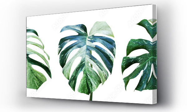 monstera