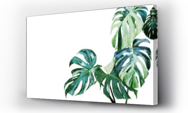 monstera