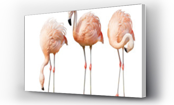 odizolowany na białym trzy flamingi