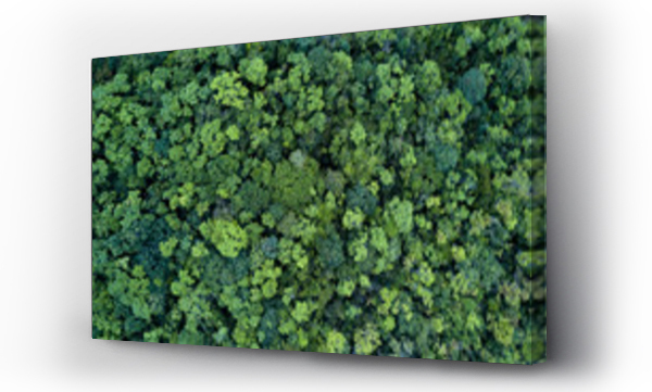Wizualizacja Obrazu : #246586912 Forest and tree landscape texture abstract background, Aerial top view forest atmosphere area, Texture of forest view from above, Ecosystem and healthy ecology environment concepts.