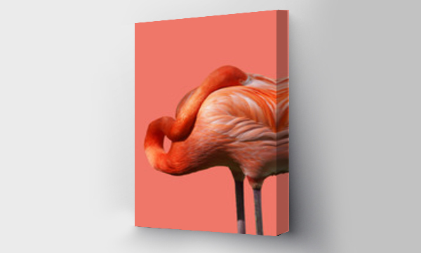 flaming oddzielone na kolor roku 2019 tle - żywy koral