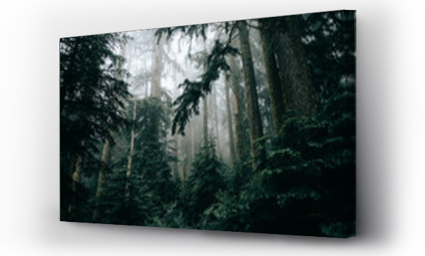 Wizualizacja Obrazu : #248208237 Widok na las z mgłą