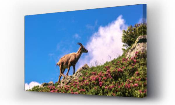 szwajcaria, zwierzęta