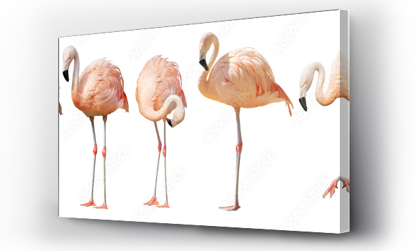 Wizualizacja Obrazu : #248869682 isolated on white five flamingo
