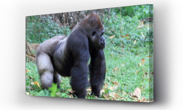 Wizualizacja Obrazu : #248886377 silverback gorilla, wildlife photography