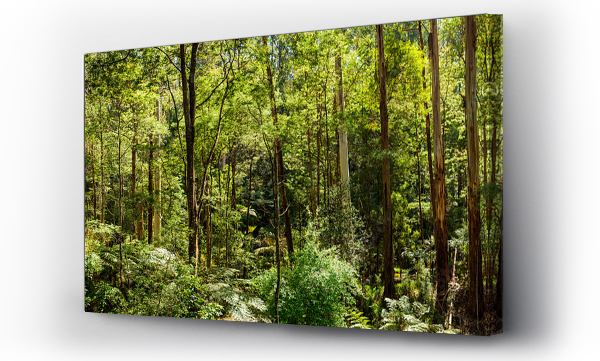 Panoramiczny widok na piękny umiarkowany las deszczowy w pobliżu Melbourne w Wiktorii, Australia