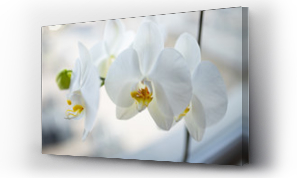 białe kwiaty, Kwiaty