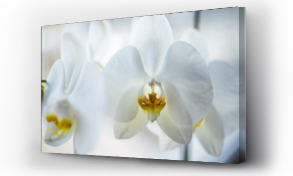 Wizualizacja Obrazu : #251848063 White orchid