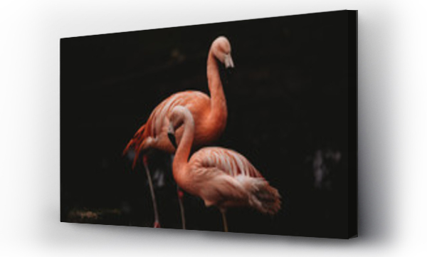 Wizualizacja Obrazu : #253108864 Chilean Flamingo