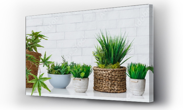 Wizualizacja Obrazu : #253145476 Kolekcja roślin domowych w doniczkach na białej ścianie
