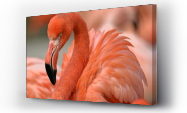 Wizualizacja Obrazu : #253360254 Caribbean Flamingo
