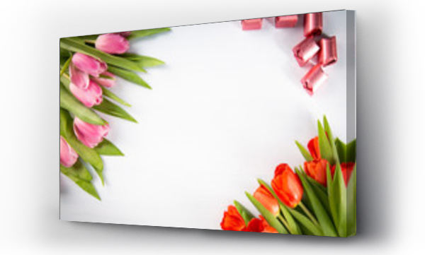 biały czerwony, Kwiaty, piękno, sezon, Tulipany