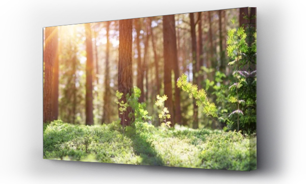 Wizualizacja Obrazu : #254133670 panorama lasu sosnowo-jodłowego