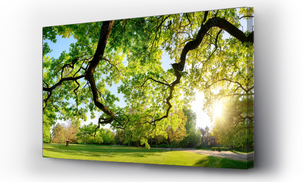 drzewo, gałąź, Krajobrazy, natura, oddziałów, ogrodzie, park, spokojny