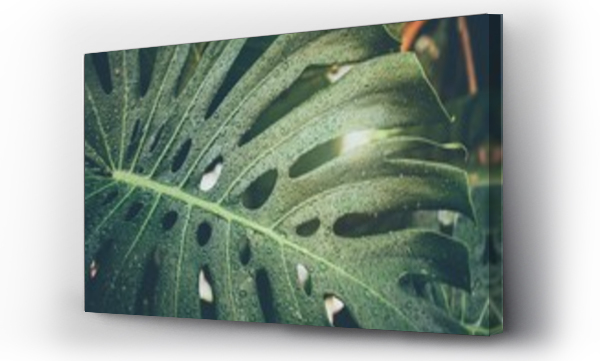 Krople wody deszczowej na zielone liście monstera lub Split-leaf filodendron w tropikalnym lesie i tle ogrodu.Vintage ton.