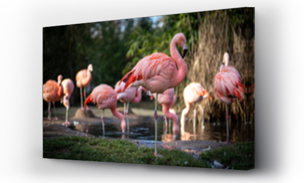 Wizualizacja Obrazu : #256047188 Flamingi w zoo we Frankfurcie