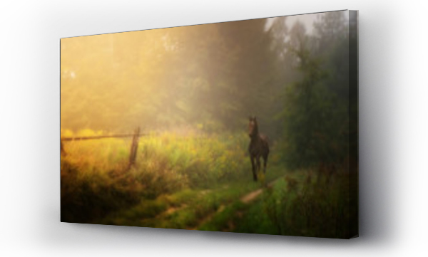 koń, zwierzę, zwierzęta