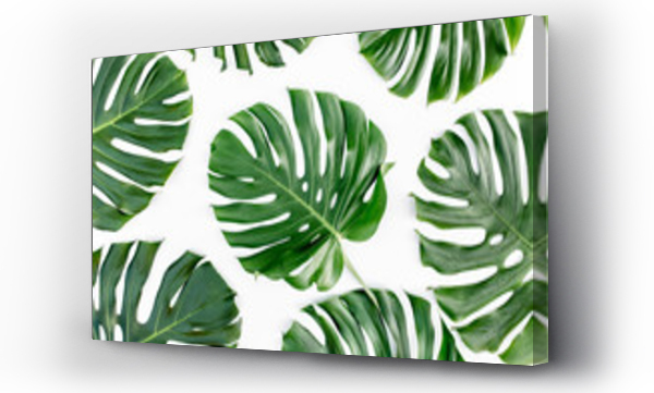 Wizualizacja Obrazu : #256534574 Tropical green leaves Monstera on white background. Flat lay, top view