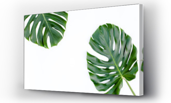 Wizualizacja Obrazu : #256535772 Tropical green leaves Monstera on white background. Flat lay, top view