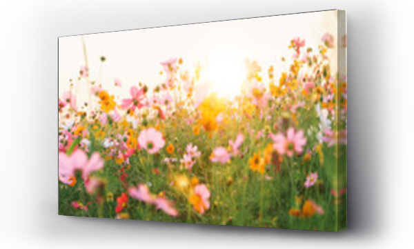 Wizualizacja Obrazu : #257445163 beautiful cosmos flower field