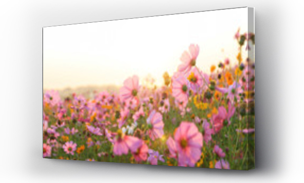 Wizualizacja Obrazu : #257445164 beautiful cosmos flower field