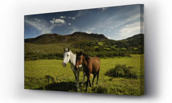 Wizualizacja Obrazu : #25800357 Horses - Ring of Kerry