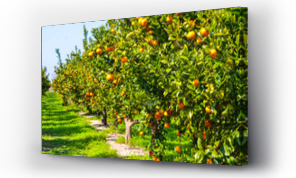 Wizualizacja Obrazu : #258087401 Mandarynki sad drzewo mandarynkowe owoce rosn?ce na  drzewie