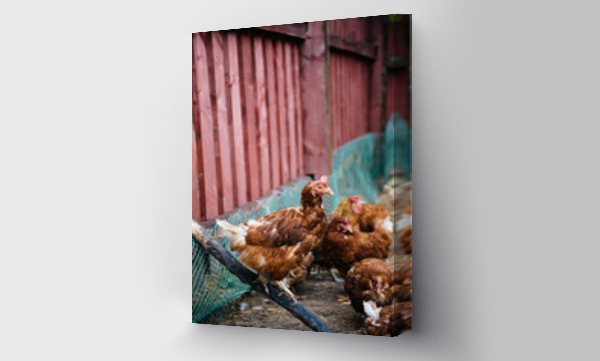 czerwony, wieś, zielony, zwierzęta