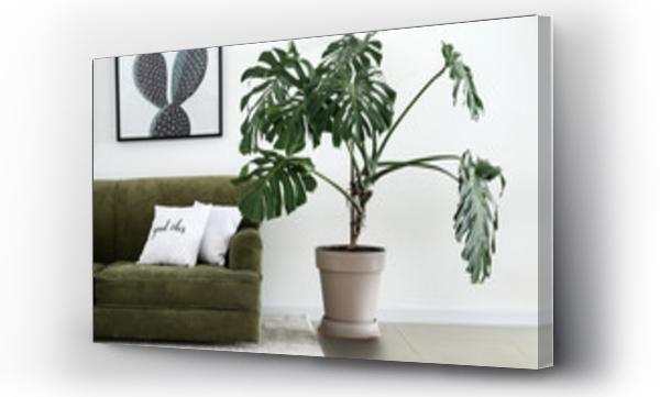 Wnętrze nowoczesnego pokoju z wygodną sofą i rośliną domową