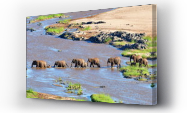 Wizualizacja Obrazu : #259584315 słonie przechodzące przez rzekę Olifant,ujęcie wieczorne,park narodowy Krugera