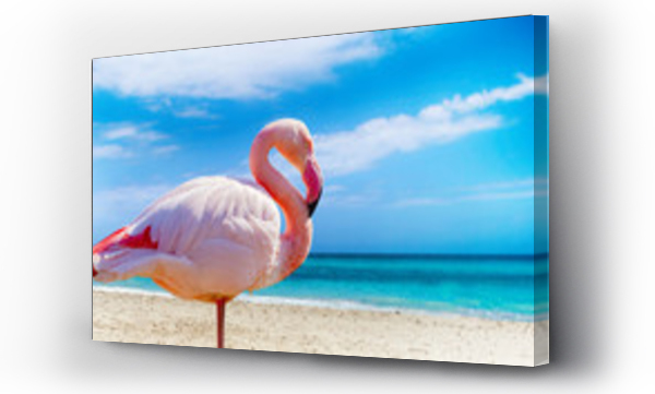 Zdjęcie z bliska flaminga stojącego na plaży. W tle widać czyste morze i błękitne niebo. Znajduje się na Kubie, na Karaibach. Jest to tropikalne naturalne tło.