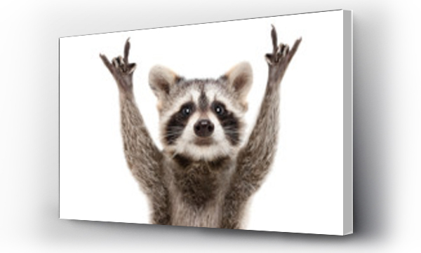 Wizualizacja Obrazu : #261015425 Portrait of a funny raccoon showing a rock gesture isolated on white background.JPG