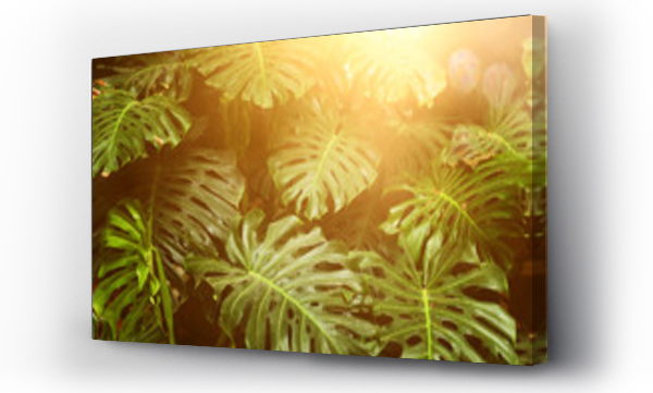 Wizualizacja Obrazu : #261758343 tropikalne monstera liść tekstury, liści natura zielone tło.