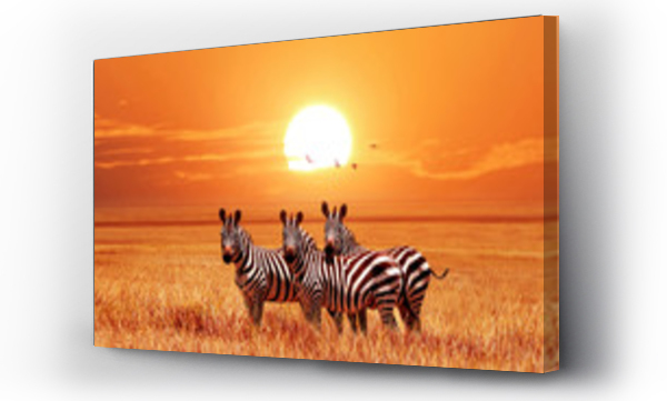 Afrykańskie zebry przy pięknym pomarańczowym zachodzie słońca w Parku Narodowym Serengeti. Tanzania. Dzika natura Afryki.