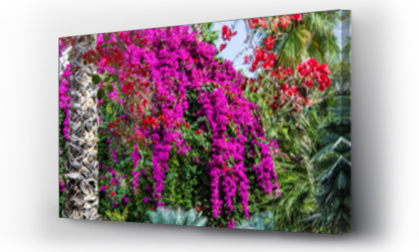 Egzotyczne, Kwiaty, ogród, piękny