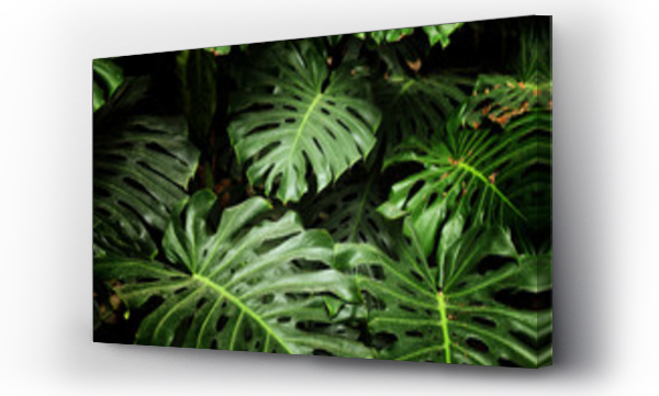 tropikalne monstera liść tekstury, liści natura zielone tło
