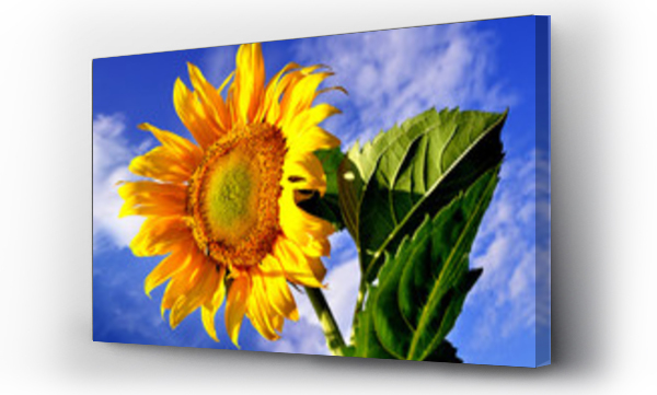 Kwiaty, słoneczniki