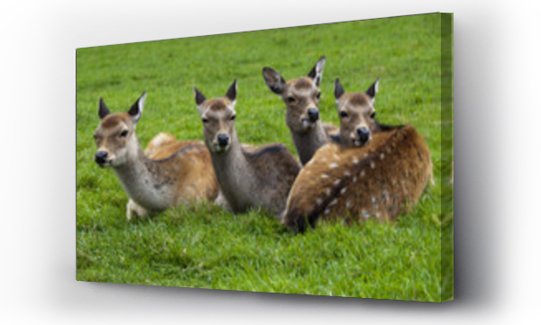 zwierzęta, Zwierzęta dzikie