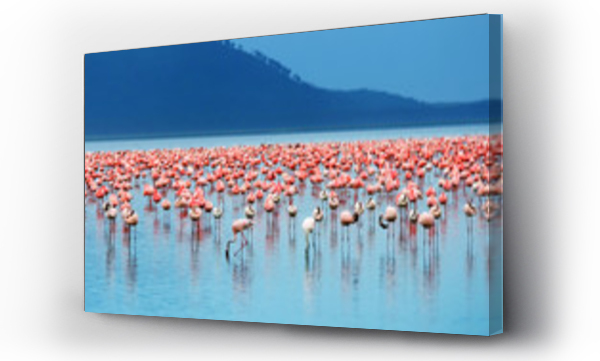 Flamingi afrykańskie