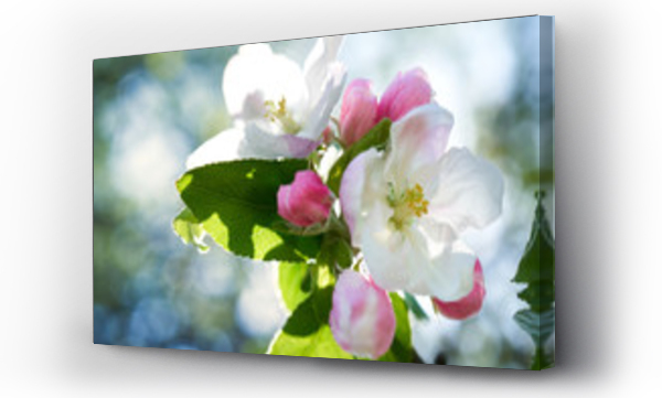 Kwiaty jaboni w penym rozkwicie w pikny soneczny dzie