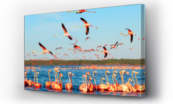 Wiele różowych pięknych flamingów w pięknej błękitnej lagunie. Meksyk. Park narodowy Celestun.