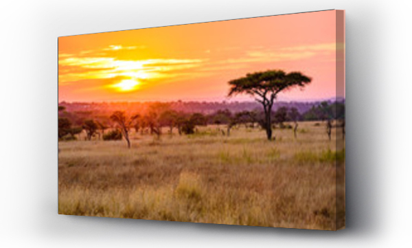 Zachód słońca na sawannie w Afryce z drzewami akacjowymi, Safari w Serengeti w Tanzanii