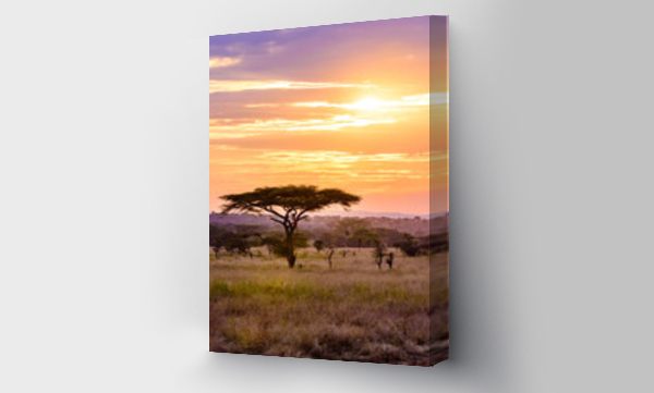Wizualizacja Obrazu : #266330242 Zachód słońca na sawannie w Afryce z drzewami akacjowymi, Safari w Serengeti w Tanzanii