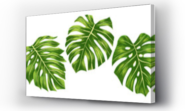 monstera