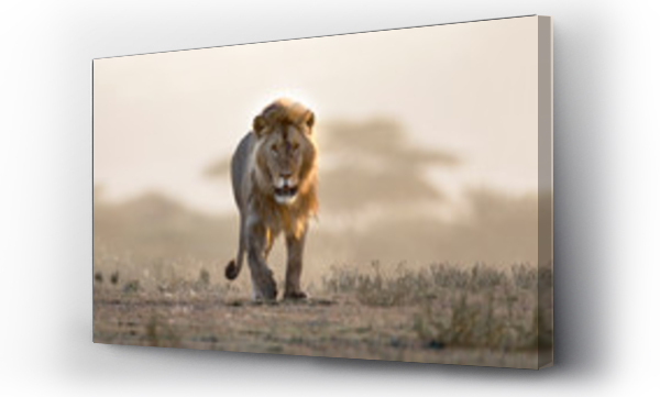 Samiec lwa spacerujący wśród afrykańskiego krajobrazu