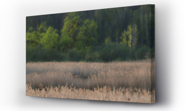 Wizualizacja Obrazu : #267053731 Wiosenne drzewa