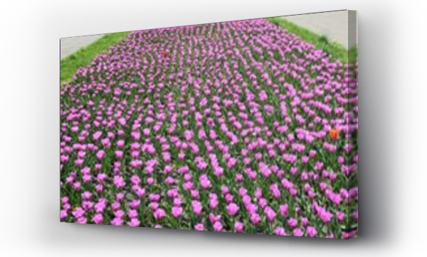 Kwiaty, Pole kwiatów