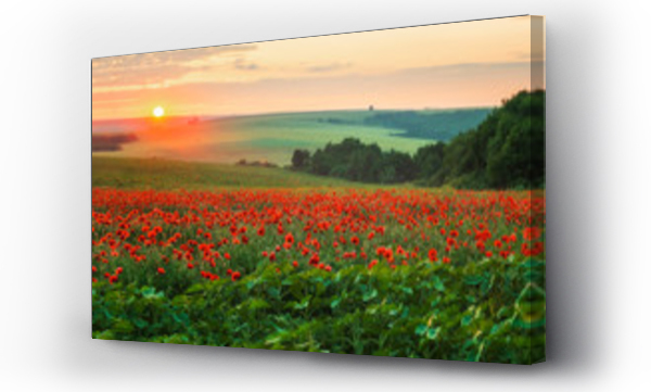 Wizualizacja Obrazu : #267579841 Poppy field at sunset / Amazing view with a spring field and lots of poppies at sunset