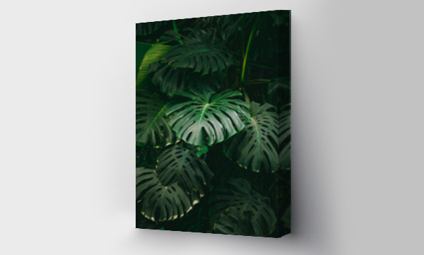 Wizualizacja Obrazu : #267674632 Monstera palmowe liście tło. Koncepcja tropików natury.