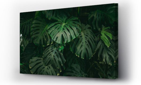 Monstera palmowe liście tło. Koncepcja tropików natury.